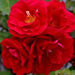 Роза плетистая « Фламментанц (Flammentanz)» саженцы