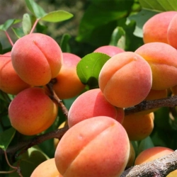 Купить саженцы абрикоса в Москве и Подмосковье по низким ценам