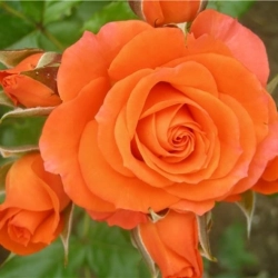Роза спрей «  Алегрия (Alegria)» саженцы в питомнике ПЛАНТСАД